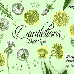 yellow dandelions sketches clipart botanical  hand drawn sketches with spring flowers. instant download