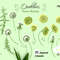 Yellow Dandelions Digital Clipart 2.jpg