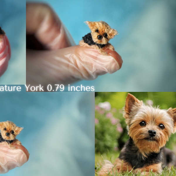 Miniature York 0.79 inches.png