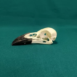 Raven skull natural. Hugin and Munin