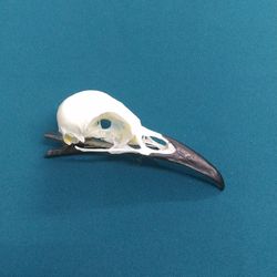 Hair clip Raven skull, natural. Hugin and Munin