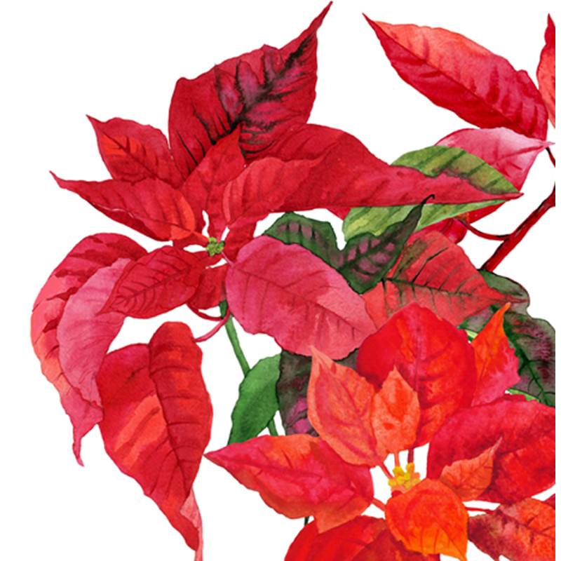 Etsy Christmas Poinsettia cover_3.jpg
