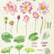 Lotus Flowers.Cover 2_1.jpg