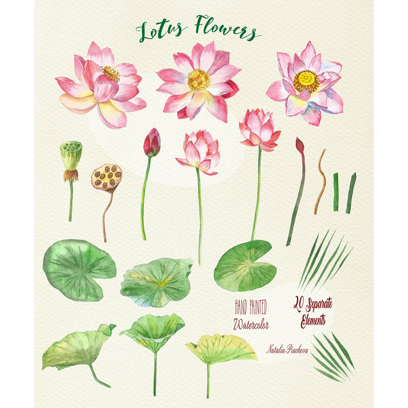 Lotus Flowers.Cover 2_1.jpg