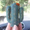 Cactus-ornament-6.jpg