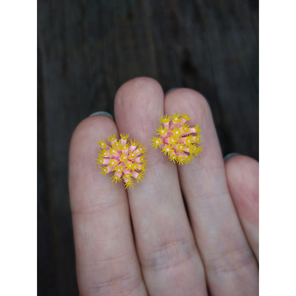 miniature-sun-coral-1.jpg