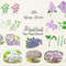 Lilac Spring Garden cover 2_1.jpg