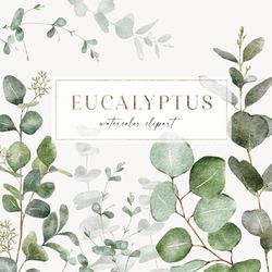 watercolor eucalyptus branch clipart, botanical floral clip art, watercolour eucalyptus wreath, leaves, greenery, png