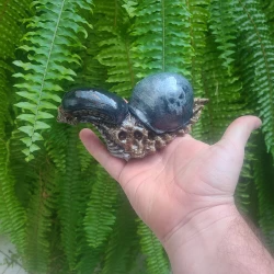 snail alien