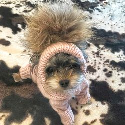 dog hat winter, all sizes knitted dog hat, french bulldog hat,pugs hat,puppy hat,chihuahua hat,beanie for dogs
