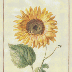 Cross Stitch Pattern | Sunflower  | 6 Sizes | PDF Counted Vintage Highly Detailed Stitch