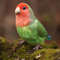 Felted red-cheeked lovebird_Realistic toy bird parrot_Needle felting art doll animal (14) копия.jpg