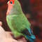Felted red-cheeked lovebird_Realistic toy bird parrot_Needle felting art doll animal (12) копия.jpg