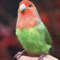 Felted red-cheeked lovebird_Realistic toy bird parrot_Needle felting art doll animal (8).jpg