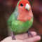 Felted red-cheeked lovebird_Realistic toy bird parrot_Needle felting art doll animal (6).jpg