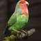 Felted red-cheeked lovebird_Realistic toy bird parrot_Needle felting art doll animal (3) копия.jpg