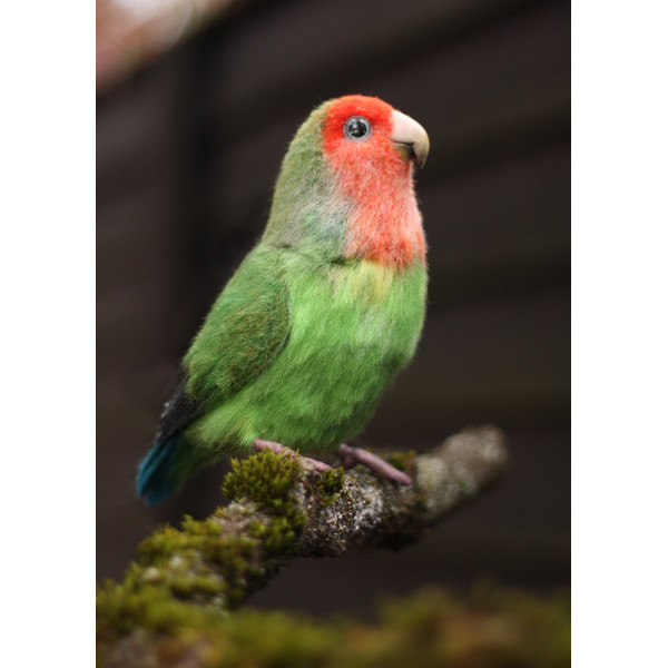 Felted red-cheeked lovebird_Realistic toy bird parrot_Needle felting art doll animal (3) копия.jpg