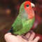 Felted red-cheeked lovebird_Realistic toy bird parrot_Needle felting art doll animal (10).jpg