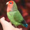 Felted red-cheeked lovebird_Realistic toy bird parrot_Needle felting art doll animal (13) копия.jpg