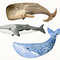 whale1.jpg