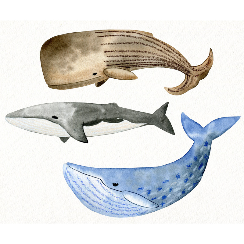 whale1.jpg