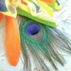 peacock-feather-on-a-dreamcatcher-near
