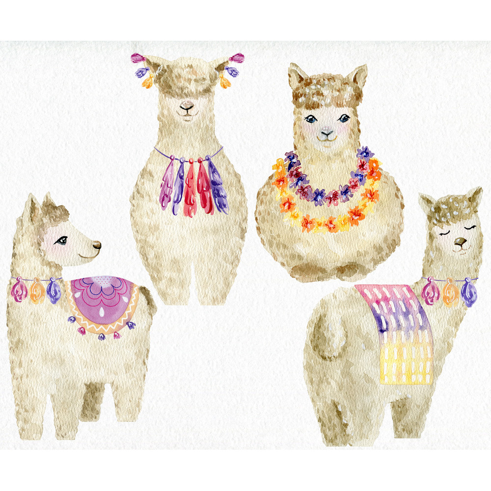lama1.jpg