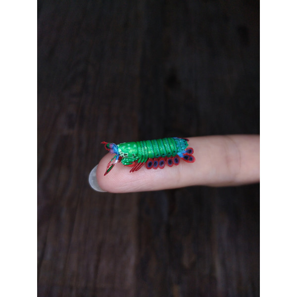 miniature-peacock-mantis-shrimp-1.jpg