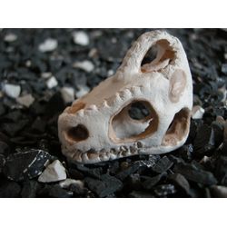 Ceramic shrimp house. Chameleon Skull