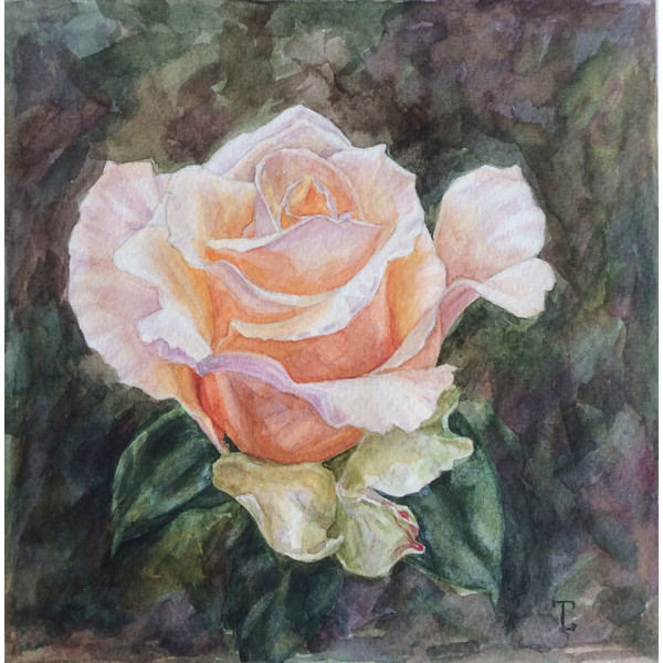 "Peach Rose" Flower Original Wall Art Painting Watercolor Artwork 3.jpg