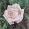 "Violet Rose" Flower Original Wall Art Painting Watercolor Artwork
