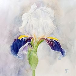 "Blue and White Iris"  Flower Original Wall Art Painting Watercolor Artwork picture floral, 17x17cm.