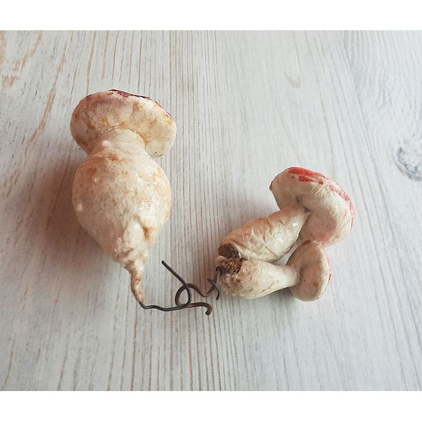 mushrooms9.jpg