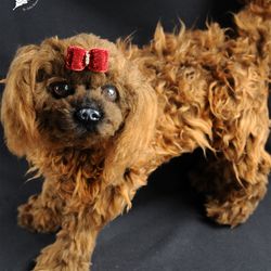 realistic toy dog poodle Chapa