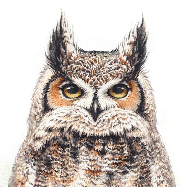 Owl-watercolor-painting.jpg