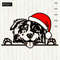Christmas-Australian-shepherd-Santa-hat-shirt-design-SVG-Aussie-Peeking-dog-Portrait-.jpg