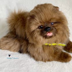 custom order pomeranian spitz realistic puppy