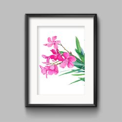 Oleander flowers on a white background Watercolor botanical Clipart Poster A2 Design