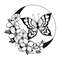 butterfly crescent2.jpg