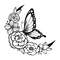 butterfly crescent4.jpg