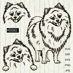 pomeranian spitz svg for cricut, peeking dog pom shirt design car decal clipart vector cut file cricut vinyl /120