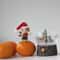 Christmas-miniature-elf-with-christmas-deer-rudolf.jpg