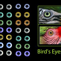 Eyes for Printing Realistic Irises, Bird eyes, Bird Irises, Realistic Eyes, Doll Eyes, Teddy Bear, Bottle Caps