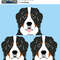 Bernese Dog.jpg