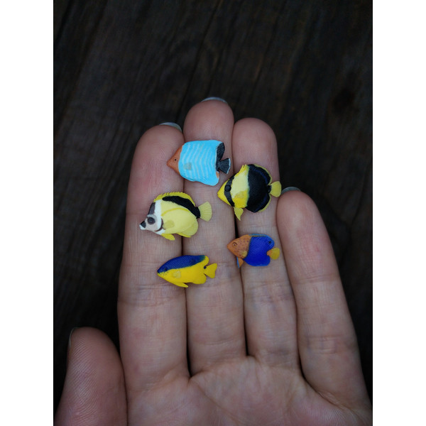 miniature-butterflyfish-1.jpg