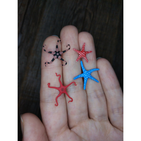 miniature-starfish-1.jpg