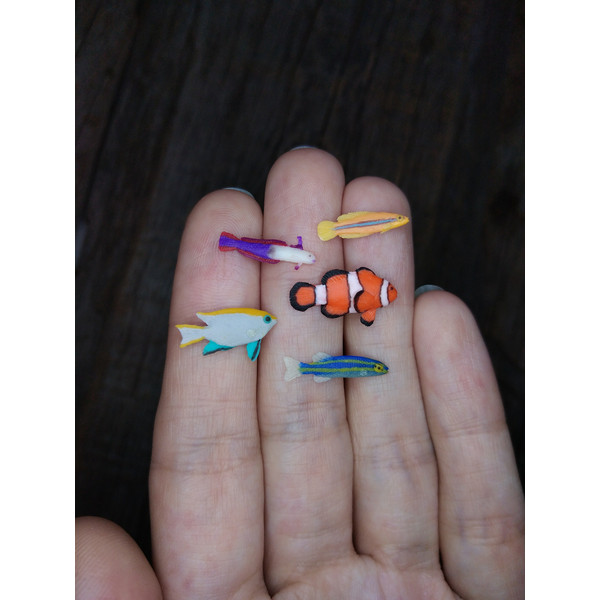 miniature-clown-fish-1.jpg