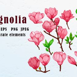 Blooming magnolia clipart