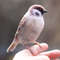 Felted realistic bird toy sparrow.jpg
