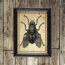 House Fly Print. Vintage Insect Illustration. Curiosity home decor. 894.